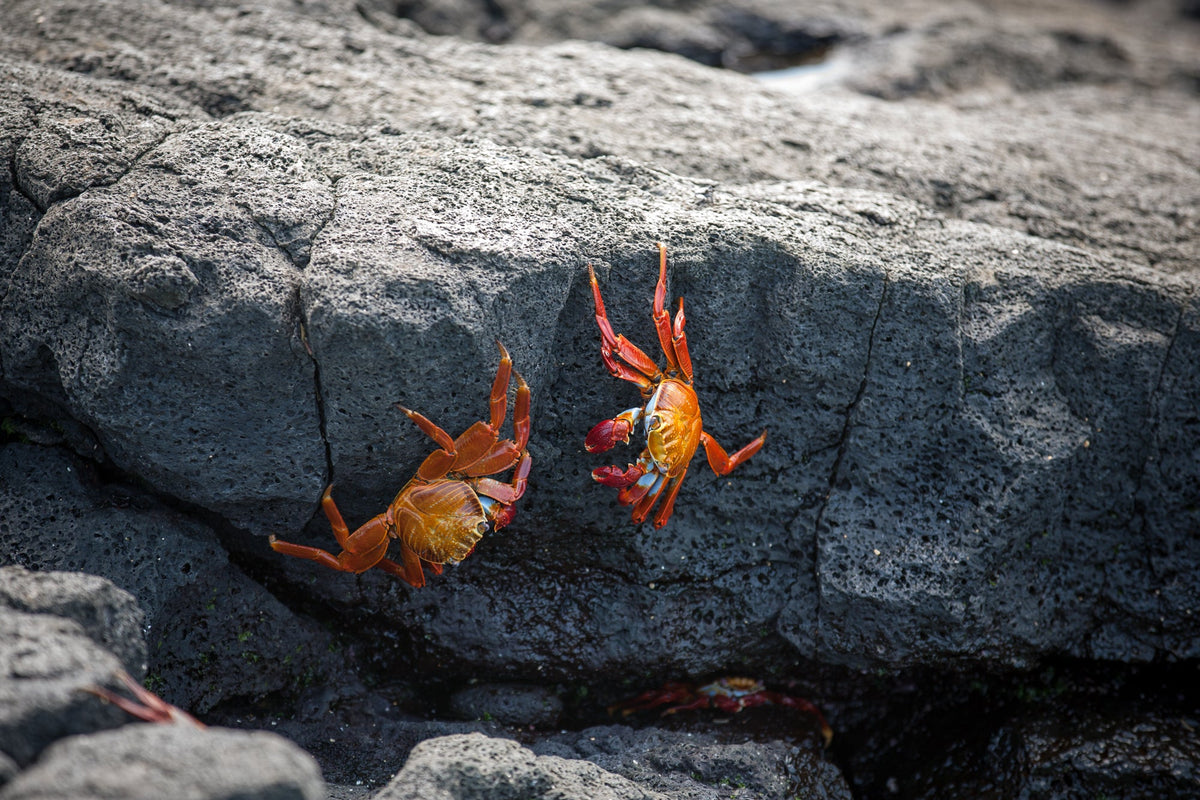 Seafood